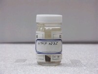 藏品(緣頂鬚鳚)的圖片